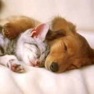 Meet your Posher, Bella